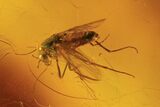 Several Fossil Flies (Diptera) In Baltic Amber #90873-4